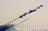 White Sands_32195